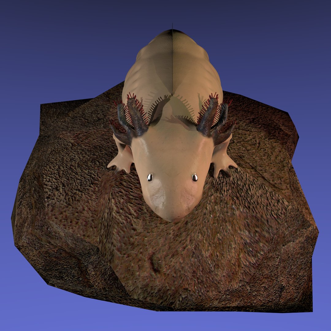 3ds axolotl ambystoma mexicanum https://p.turbosquid.com/ts-thumb/pe/PUakfI/2SDsClnC/rend5/jpg/1489484987/1920x1080/fit_q87/c689b1ae68cef715f19596d3efd0ce1278277bee/rend5.jpg