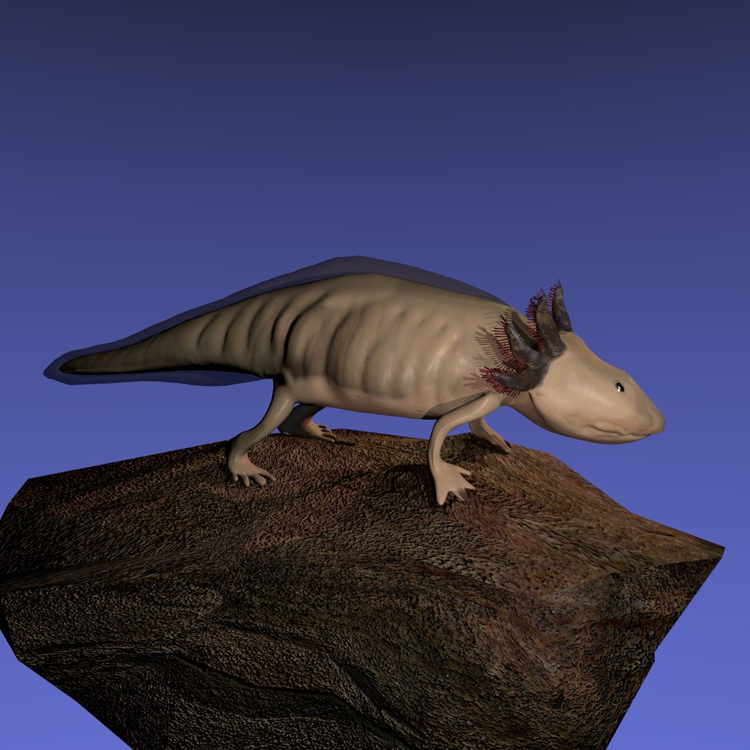 3ds Axolotl Ambystoma Mexicanum