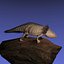 Axolotl (Ambystoma mexicanum)