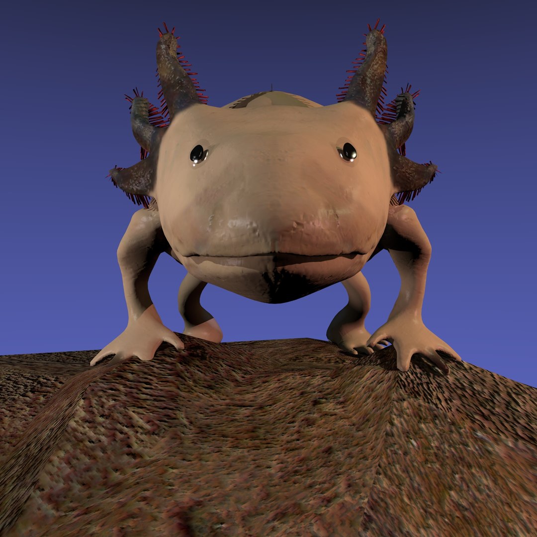 3ds axolotl ambystoma mexicanum https://p.turbosquid.com/ts-thumb/pe/PUakfI/JslJMdQ0/rend2/jpg/1489484987/1920x1080/fit_q87/3c91f55be89ce78cca26748c40065d7a0897c957/rend2.jpg
