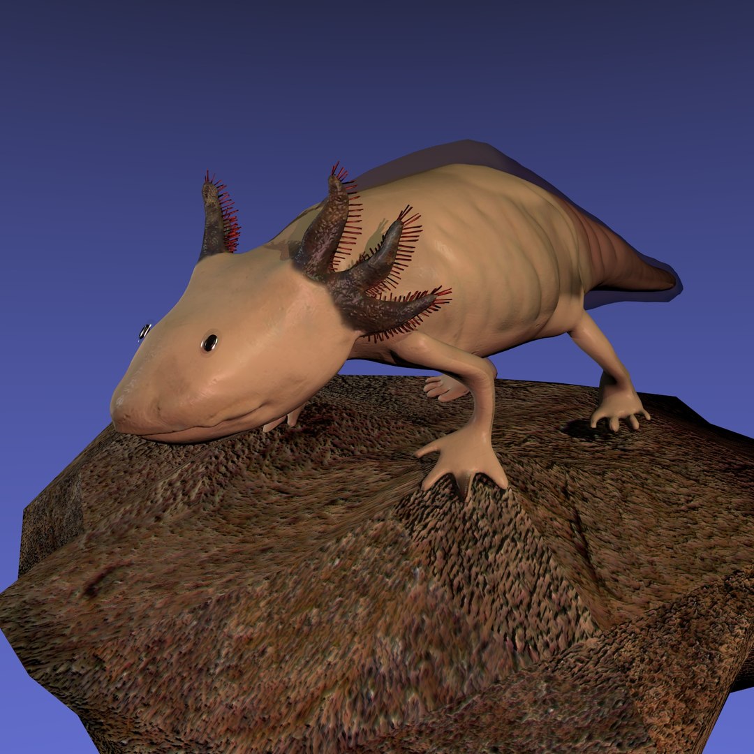 3ds axolotl ambystoma mexicanum https://p.turbosquid.com/ts-thumb/pe/PUakfI/ZpjbprjL/rend1/jpg/1489484987/1920x1080/fit_q87/e8dff200495a0516f96e1b38f391bf52905fa2b5/rend1.jpg