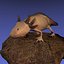 Axolotl (Ambystoma mexicanum)