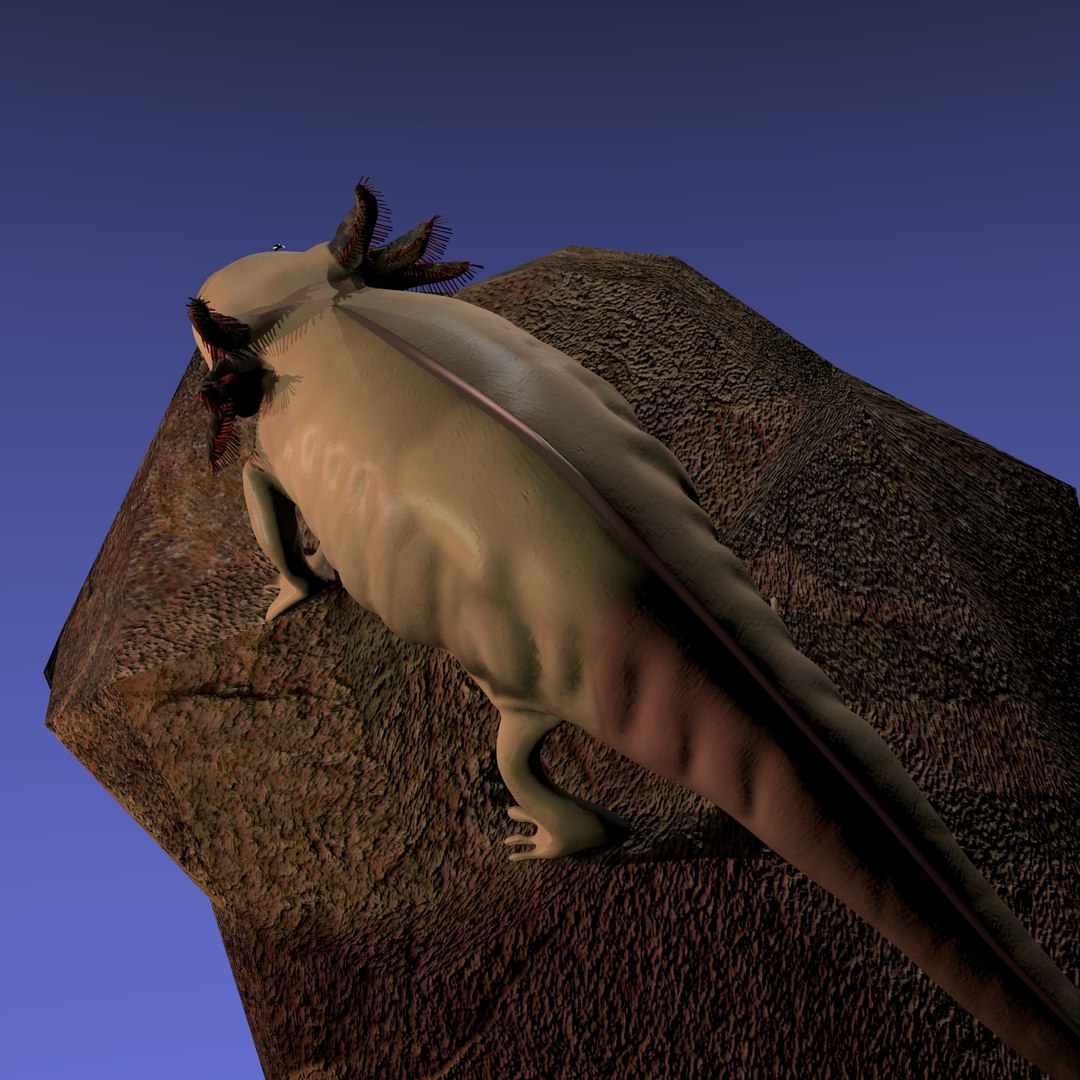 3ds axolotl ambystoma mexicanum https://p.turbosquid.com/ts-thumb/pe/PUakfI/dvFRi0cl/rend4/jpg/1489484987/1920x1080/fit_q87/ca5e30bcbed1b4dfceb3fd164c3ff2b9dd79c772/rend4.jpg
