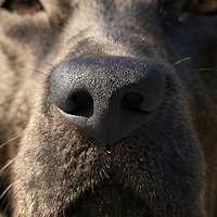 Dog Nose Macro Texture Black