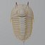 Trilobit