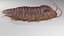 Trilobit
