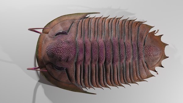 三葉虫3Dモデル - TurboSquid 2147933