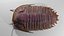Trilobit