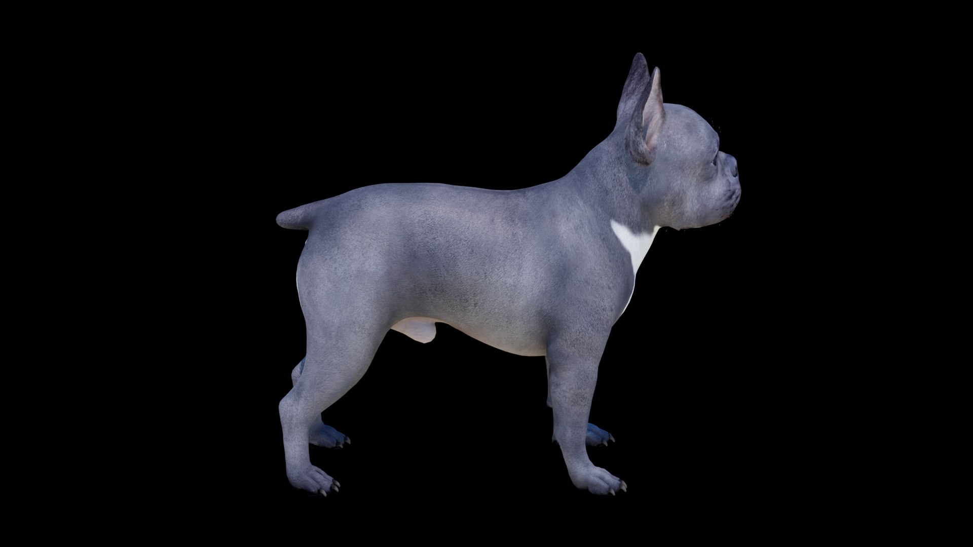 French Bulldog 3D model https://p.turbosquid.com/ts-thumb/pe/RWDYin/AH/dog03/png/1719608091/1920x1080/fit_q87/0cdbee0465732e17456ca6f33ba11a321adbd010/dog03.jpg