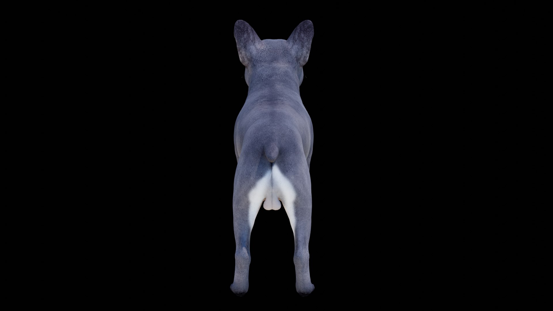 French Bulldog 3D model https://p.turbosquid.com/ts-thumb/pe/RWDYin/Dx/dog05/png/1719608093/1920x1080/fit_q87/f9bcbfe7e56a1aa7c676943bb079ba24ceed5266/dog05.jpg