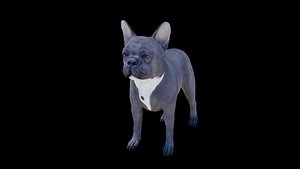 French Bulldog