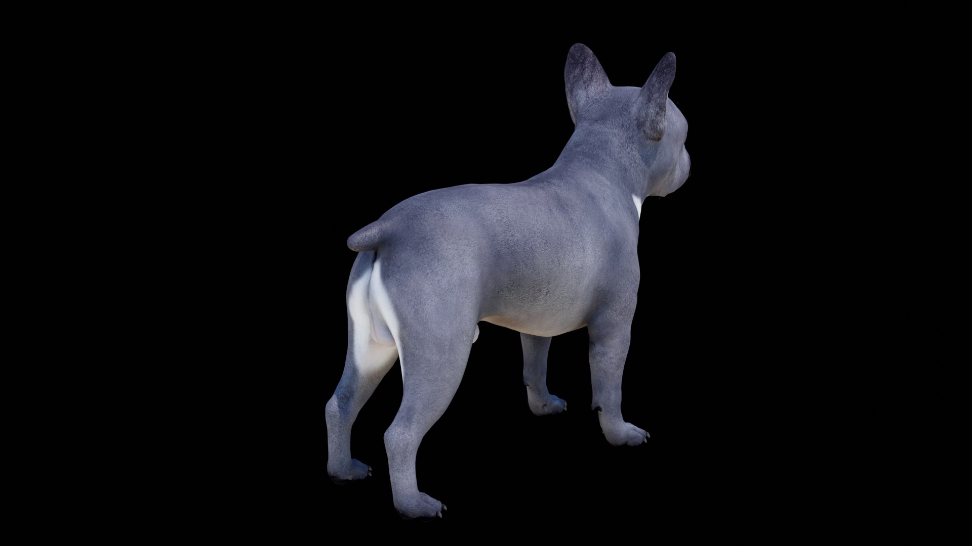 French Bulldog 3D model https://p.turbosquid.com/ts-thumb/pe/RWDYin/Ue/dog04/png/1719608091/1920x1080/fit_q87/644b870fb5aaf8d8985a0c91a9c52f06eda40fb1/dog04.jpg