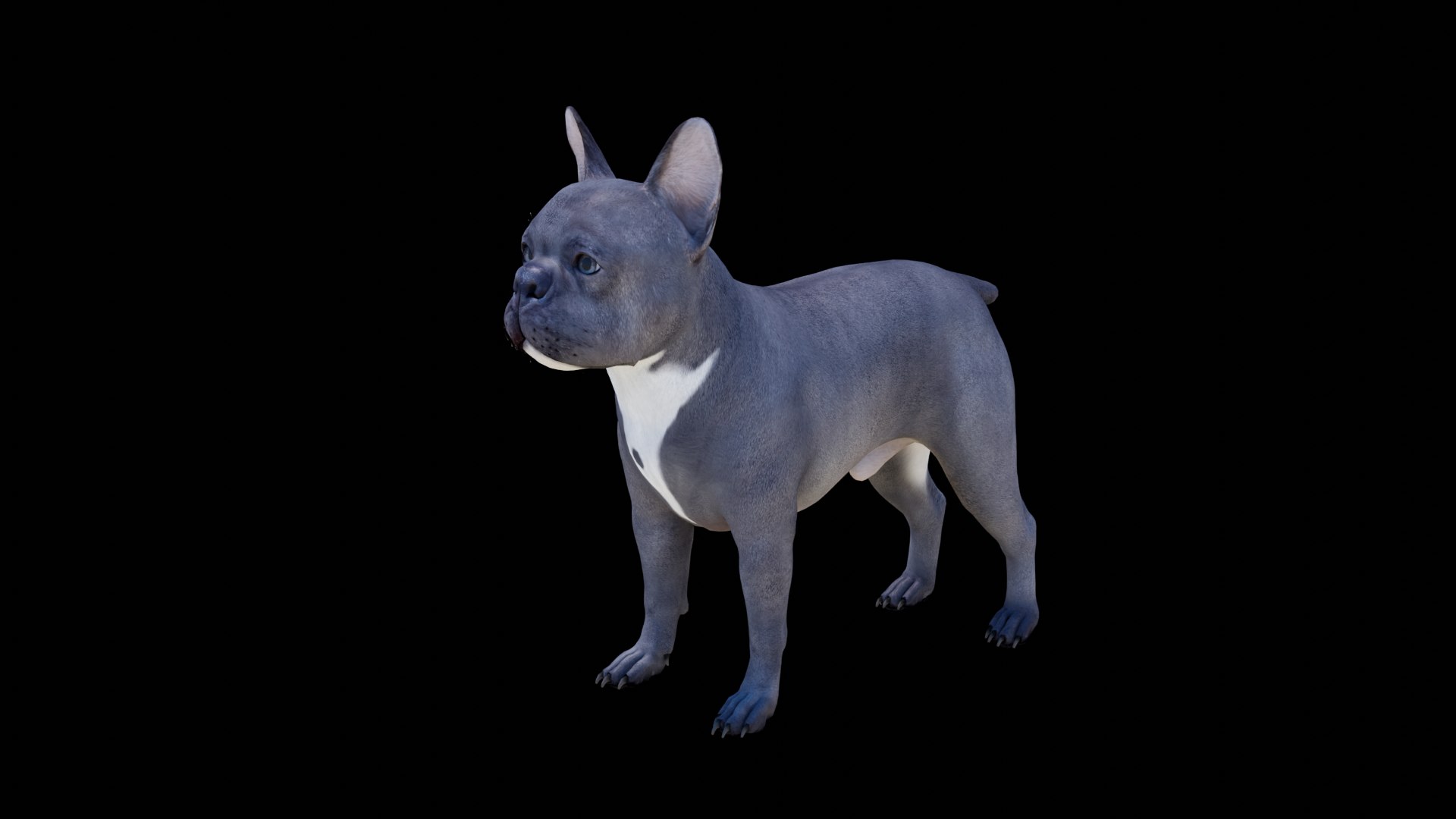 French Bulldog 3D model https://p.turbosquid.com/ts-thumb/pe/RWDYin/ak/dog08/png/1719608096/1920x1080/fit_q87/c57506a253909e35267de9fe3638b1d2c58a3a03/dog08.jpg