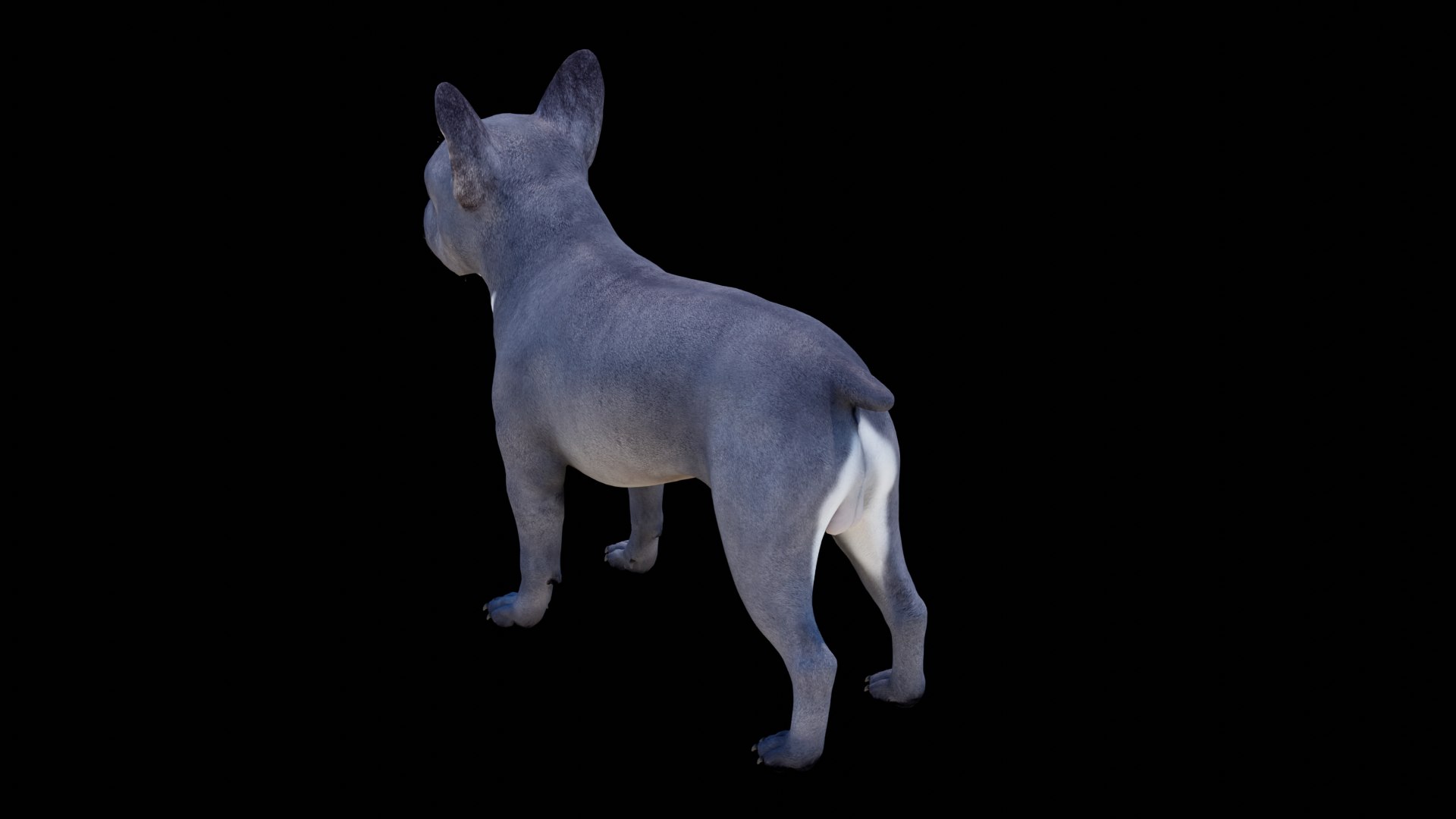 French Bulldog 3D model https://p.turbosquid.com/ts-thumb/pe/RWDYin/vt/dog06/png/1719608093/1920x1080/fit_q87/18b43d96ba8ac66a6d26ba54fd72c0069dd005e8/dog06.jpg