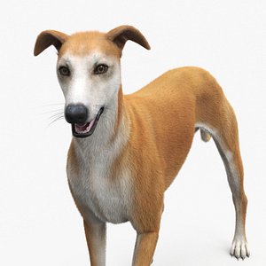 Adult Racing Greyhound Male Fawn Fur Rigged 3D model