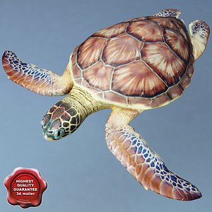Sea Turtle Chelonia Mydas Static