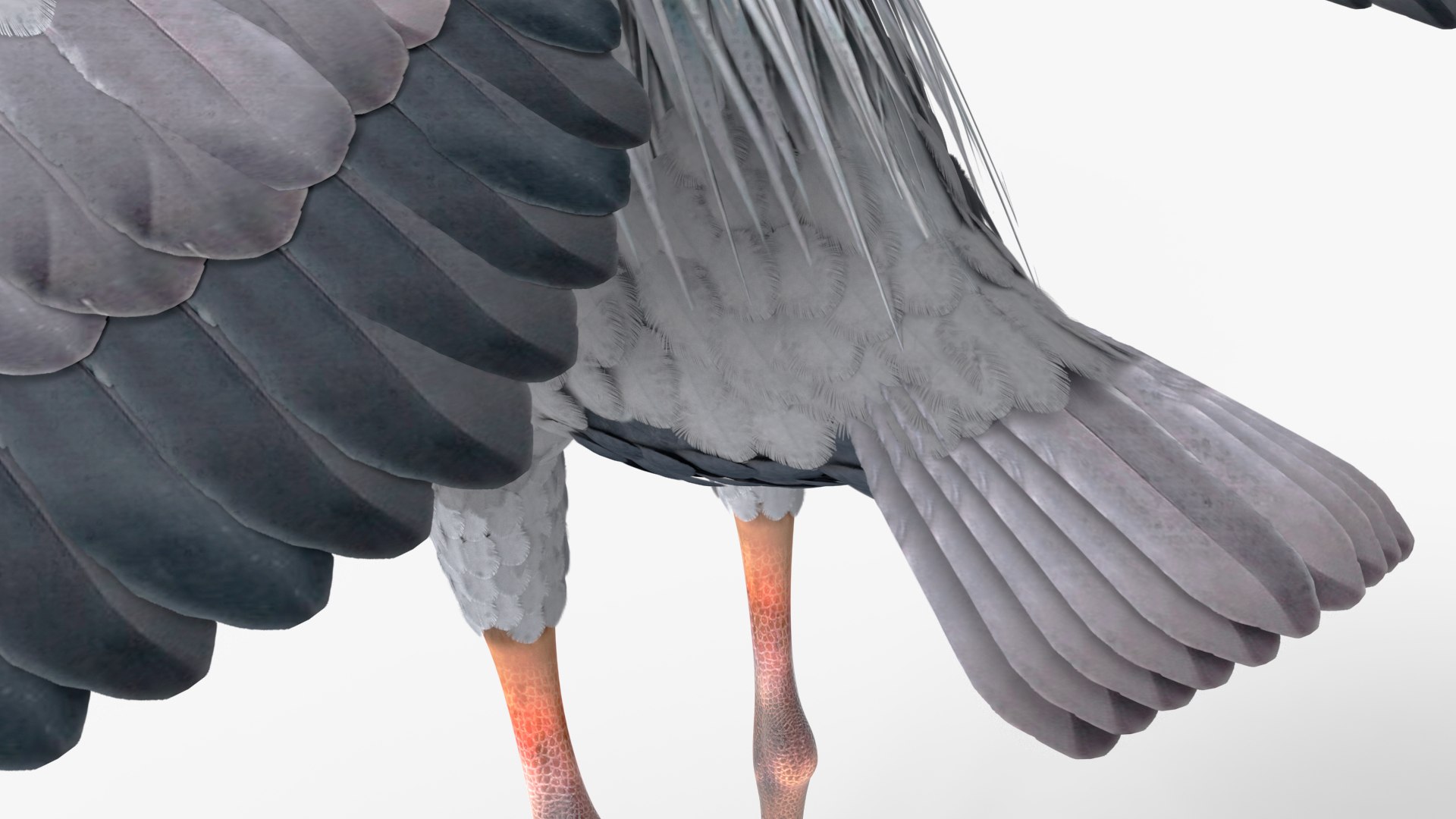 3D Grey Heron Rigged for Maya https://p.turbosquid.com/ts-thumb/pe/s6OmCF/7N/greyheronriggedformaya3dsmodel022/jpg/1667085161/1920x1080/fit_q87/71d11b26298b27b0b778a1db69ba4026e4b3d882/greyheronriggedformaya3dsmodel022.jpg