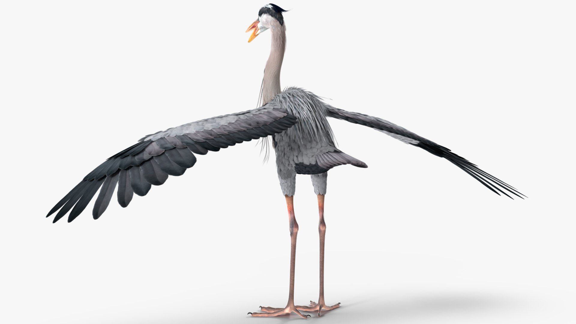 3D Grey Heron Rigged for Maya https://p.turbosquid.com/ts-thumb/pe/s6OmCF/9J/greyheronriggedformaya3dsmodel014/jpg/1667085131/1920x1080/fit_q87/f90ae1c1ed8b6648338584d5588a1a6fe2c9f229/greyheronriggedformaya3dsmodel014.jpg