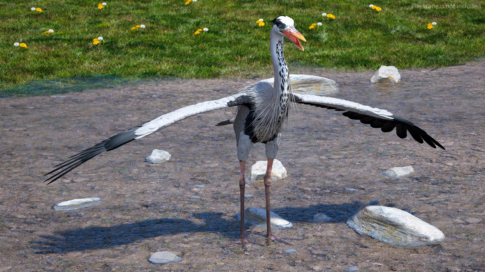 3D Grey Heron Rigged for Maya https://p.turbosquid.com/ts-thumb/pe/s6OmCF/eu/greyheronriggedformaya3dsmodel003/jpg/1667085076/1920x1080/fit_q87/e2be8f2ad36ee93b1c6c5fab26ae0b681f007ef1/greyheronriggedformaya3dsmodel003.jpg
