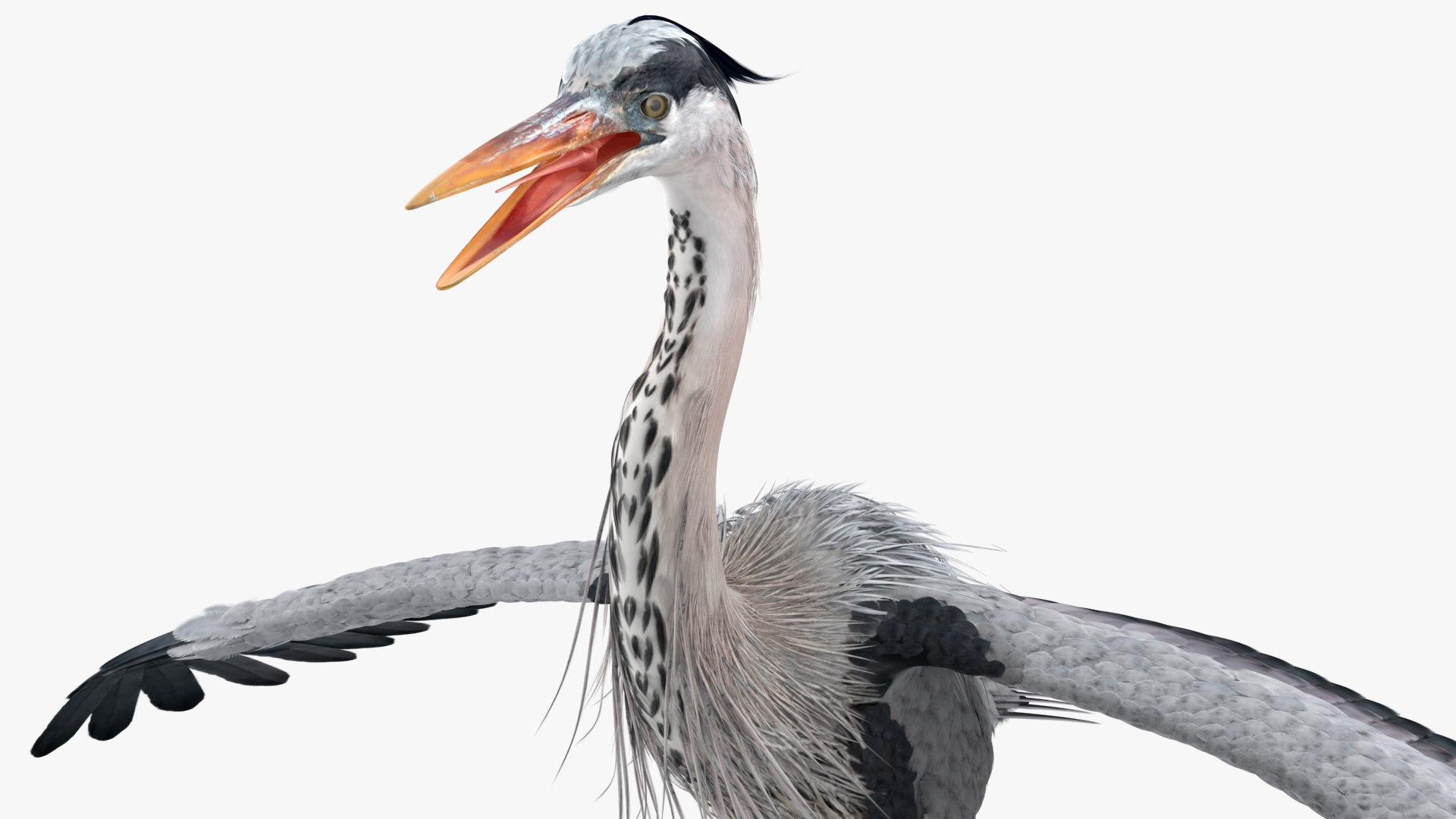 3D Grey Heron Rigged for Maya https://p.turbosquid.com/ts-thumb/pe/s6OmCF/kx/greyheronriggedformaya3dsmodel019/jpg/1667085150/1920x1080/fit_q87/4926f0082a0f0c5b996f91fc2b61029cc9fbeb36/greyheronriggedformaya3dsmodel019.jpg