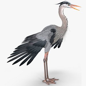 3D Grey Heron Rigged for Maya