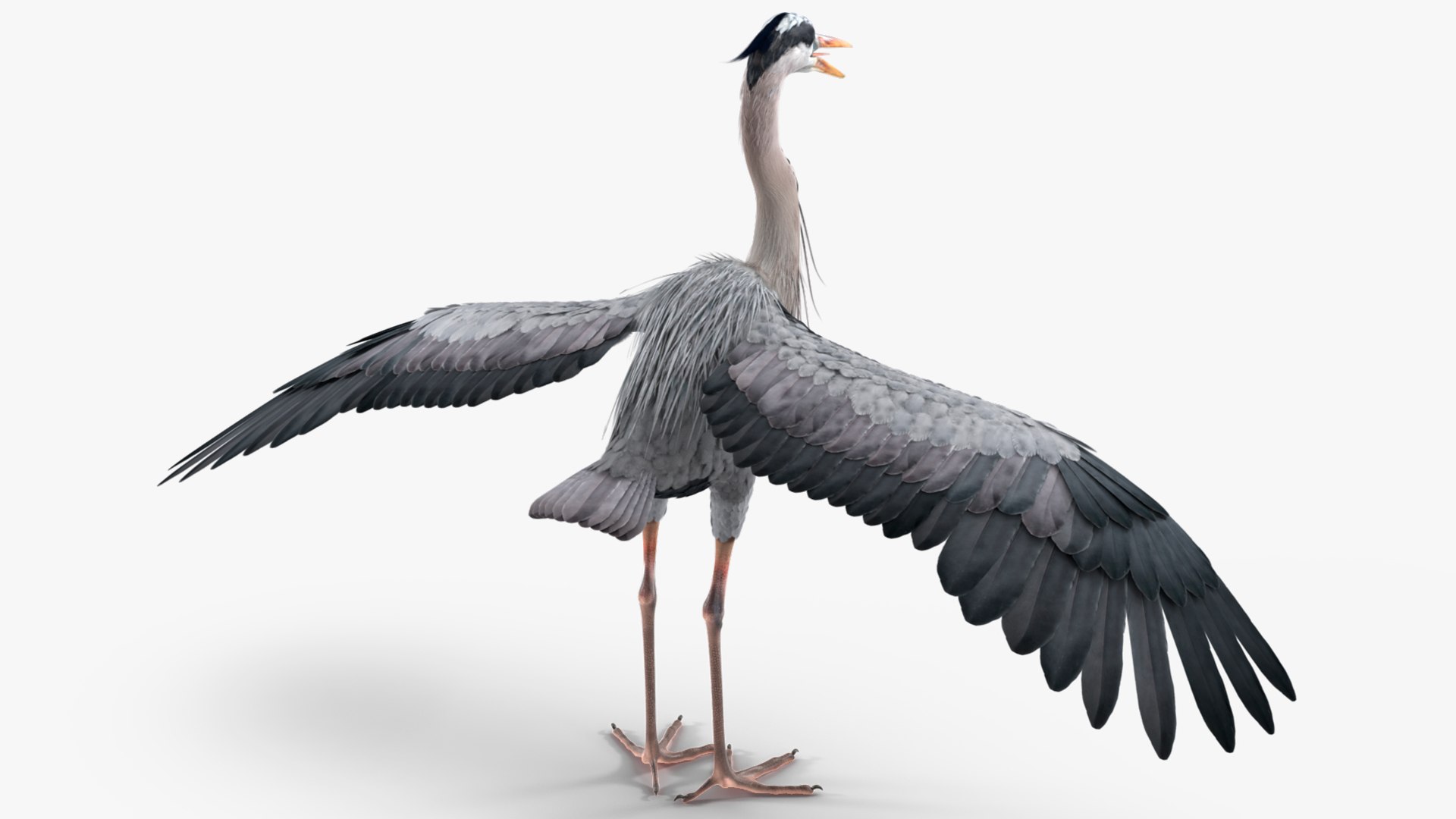 3D Grey Heron Rigged for Maya https://p.turbosquid.com/ts-thumb/pe/s6OmCF/pD/greyheronriggedformaya3dsmodel016/jpg/1667085139/1920x1080/fit_q87/de67fffba67d3189a0358c39b77995f16eec2727/greyheronriggedformaya3dsmodel016.jpg
