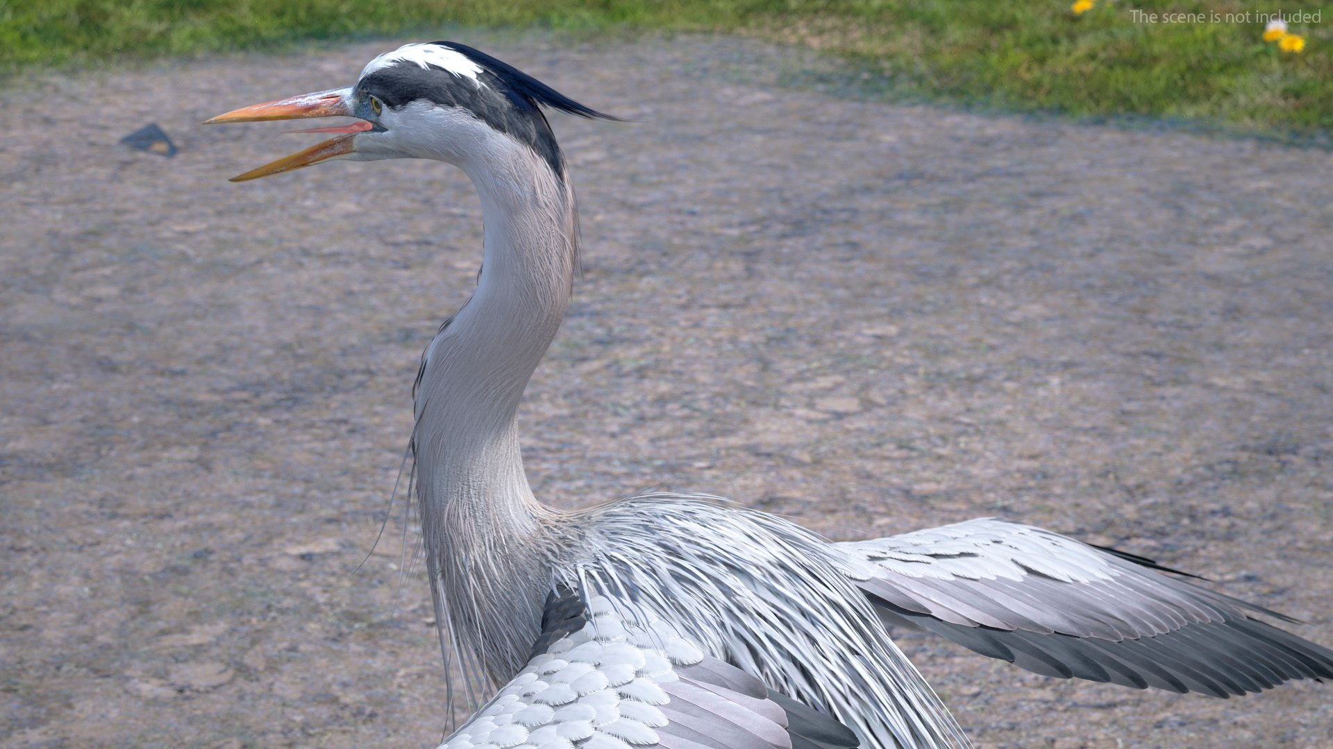 3D Grey Heron Rigged for Maya https://p.turbosquid.com/ts-thumb/pe/s6OmCF/r7/greyheronriggedformaya3dsmodel009/jpg/1667085108/1920x1080/fit_q87/6520825b676d53d0b64e17ce9bfb537d4c6e096e/greyheronriggedformaya3dsmodel009.jpg