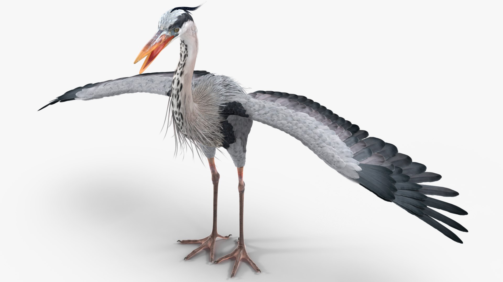 3D Grey Heron Rigged for Maya https://p.turbosquid.com/ts-thumb/pe/s6OmCF/v3/greyheronriggedformaya3dsmodel015/jpg/1667085135/1920x1080/fit_q87/4b217a9de3124301bfa17f7eccc2df1890f6a0b7/greyheronriggedformaya3dsmodel015.jpg