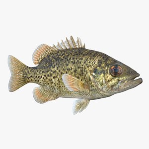 Ozark Bass Fish 3D model