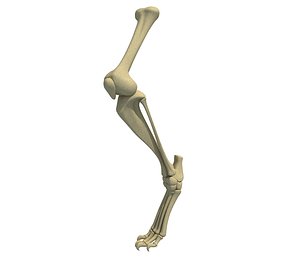 animal leg skeleton 3D