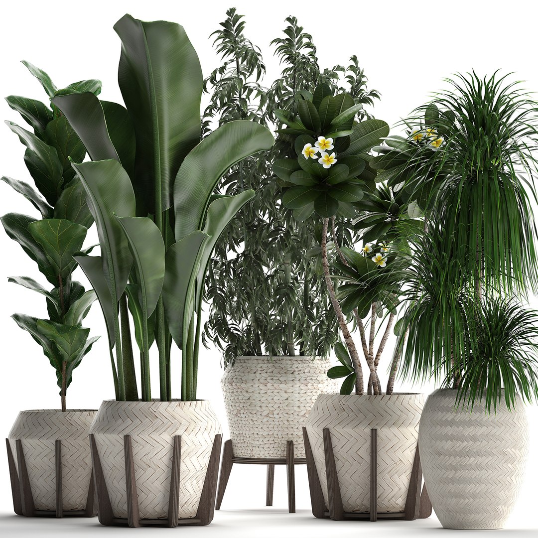 Exotic plants pots 3D model - TurboSquid 1490812