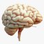 Human Brain Cross Section Anatomy 3D model