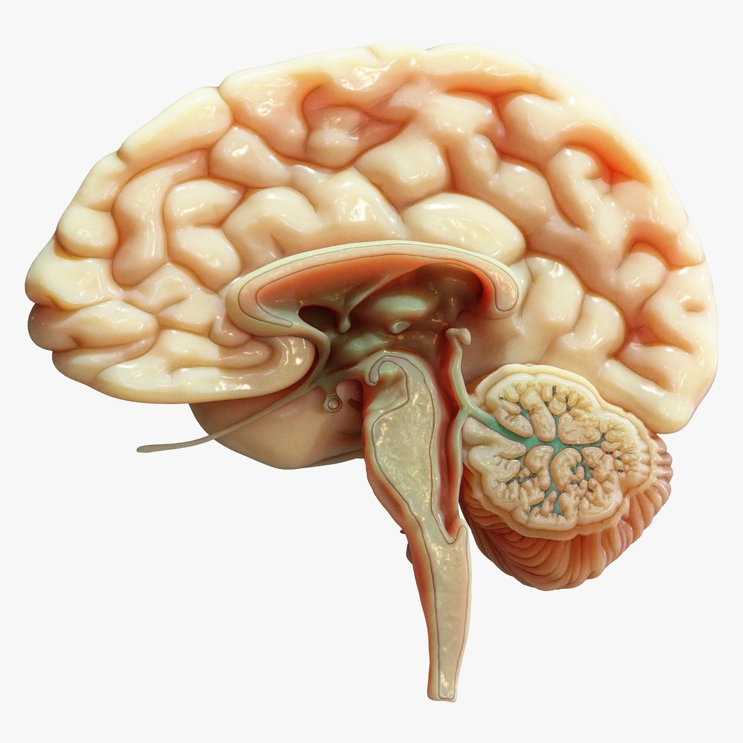 Human Brain Cross Section Anatomy 3D model https://p.turbosquid.com/ts-thumb/pf/3ymn2E/7X/1/png/1683806866/1920x1080/fit_q87/9d4c1d6e8230786d5be24e698535a4795b9f1505/1.jpg