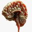 Human Brain Cross Section Anatomy 3D model