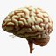 Human Brain Cross Section Anatomy 3D model