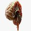 Human Brain Cross Section Anatomy 3D model
