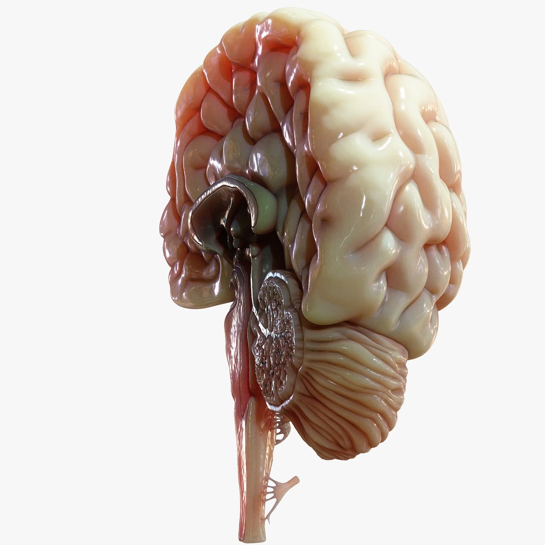 Human Brain Cross Section Anatomy 3D Model - TurboSquid 2068961