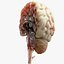 Human Brain Cross Section Anatomy 3D model