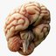 Human Brain Cross Section Anatomy 3D model