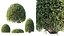 AV Planta Pittosporum Tobira Tenuifolium Arbusto Buxus Semperviren Cheesewood Japonês03