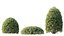 AV Planta Pittosporum Tobira Tenuifolium Arbusto Buxus Semperviren Cheesewood Japonês03