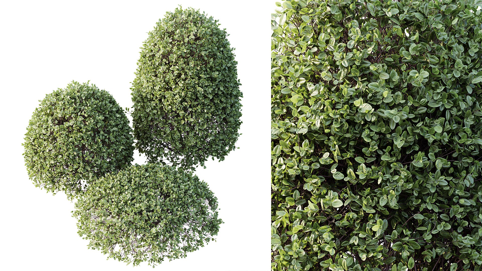 AV Plant Pittosporum Tobira Tenuifolium Shrub Buxus Semperviren Japanese Cheesewood03 3D model https://p.turbosquid.com/ts-thumb/pf/KdqOx5/X2/04/png/1753338290/1920x1080/fit_q87/1dff92c5986ddf8e053f0598a18e6860fb1d72be/04.jpg