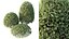 AV Planta Pittosporum Tobira Tenuifolium Arbusto Buxus Semperviren Cheesewood Japonês03