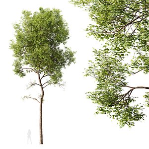 HQ Plants Ash Tree Tall 3D model