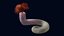 Serpulid Tubeworm
