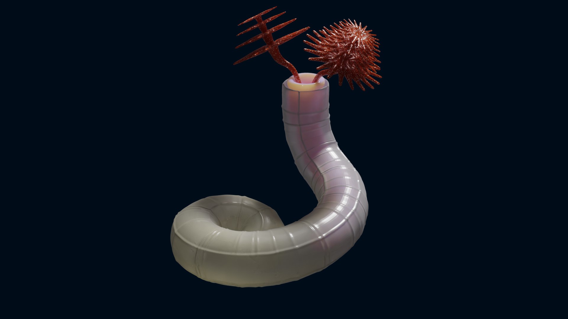 Serpulid Tubeworm 3D model https://p.turbosquid.com/ts-thumb/pf/VHGRPr/eT/4.1/png/1721963416/1920x1080/fit_q87/952ebb536db2d29748969f99d1eb755414462612/4.1.jpg