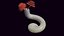 Serpulid Tubeworm