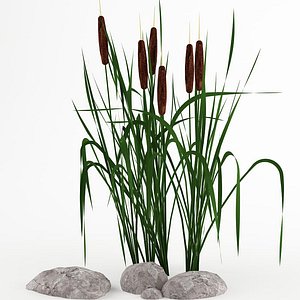 plant cattail 3d model