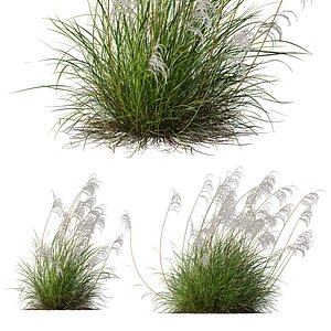 3D HQ Plants Miscanthus Nepalensis Sinensis Sarabande Adagio Version02 Windy model