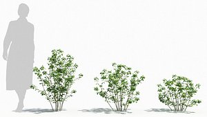 3D Trigonella tree